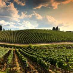 Wine & Lunch tour in Tuscany