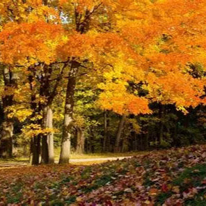 Foliage & PicNic experience