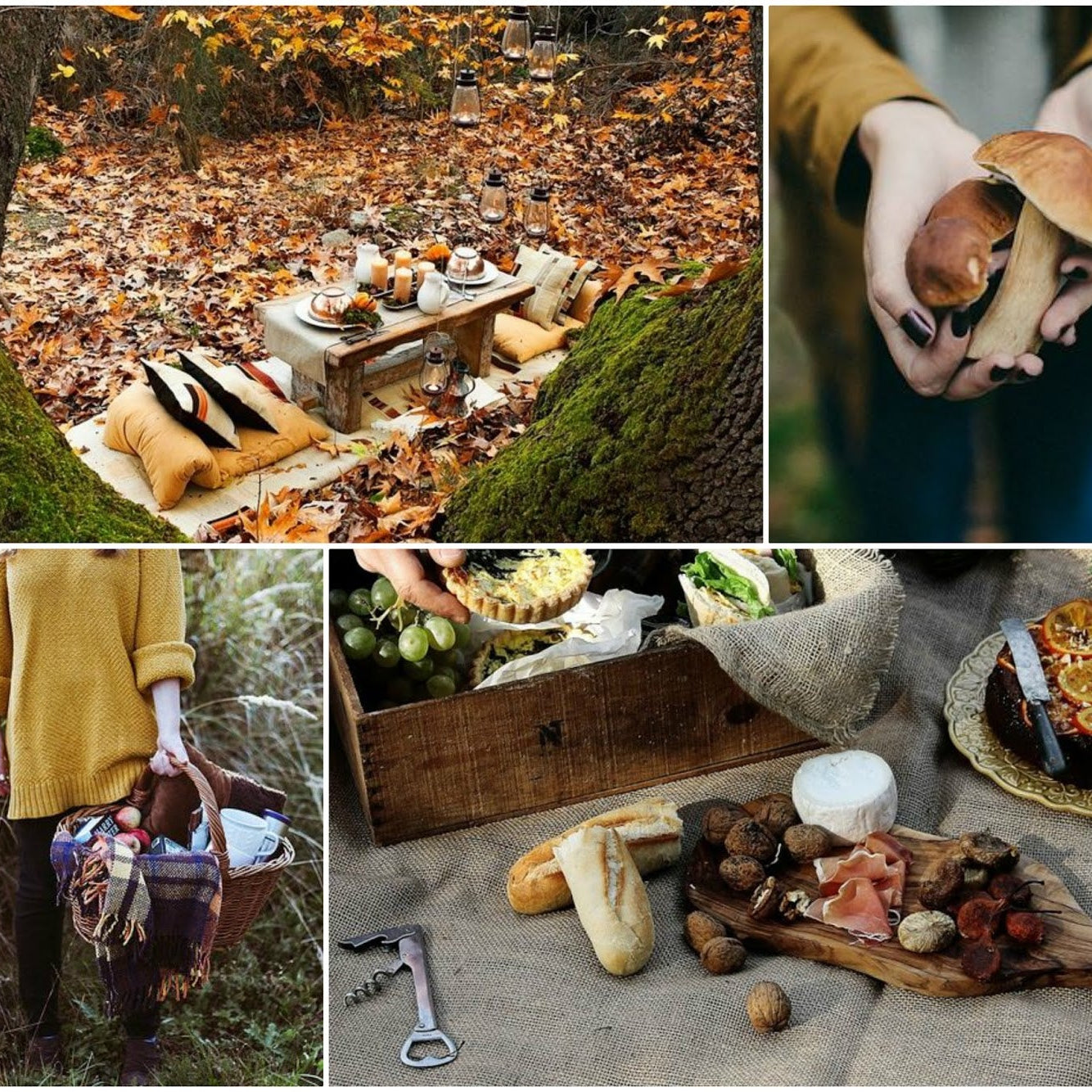 Foliage & PicNic experience